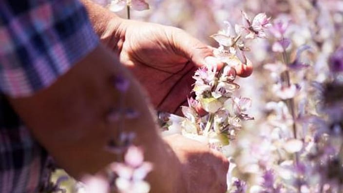 Hand touching flowers
