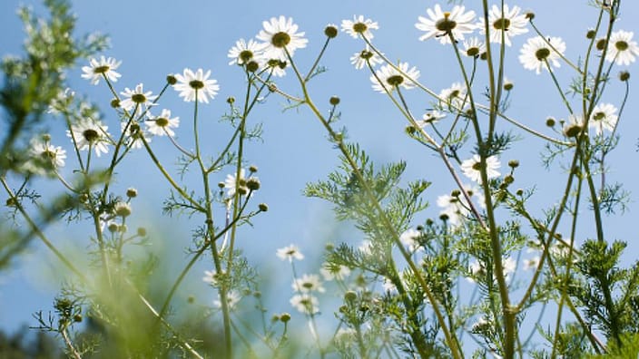 Flowers in Nature