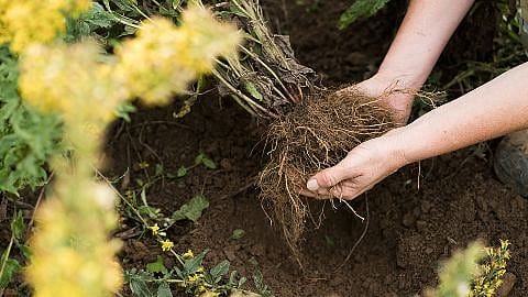 Two hands hold the roots of a plant with soil